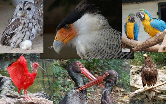 Vogelparks im Wellensittich-Portal Welli.net