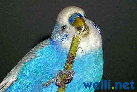 Wellensittich knabbert am Ast - von Wonni