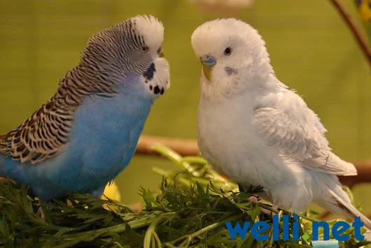 Blauer und weisser Wellensittich - von Bealu