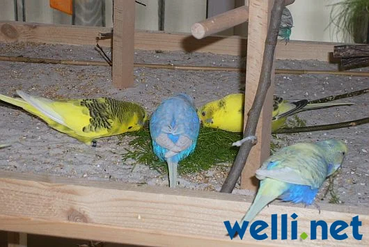 Wellensittiche fressen am Boden - von Wonni