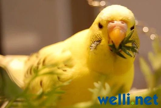 Ein ganz gelber Wellensittich - von Bealu