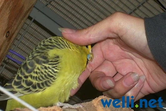 Wellensittich wird gestreichelt - von Wonni