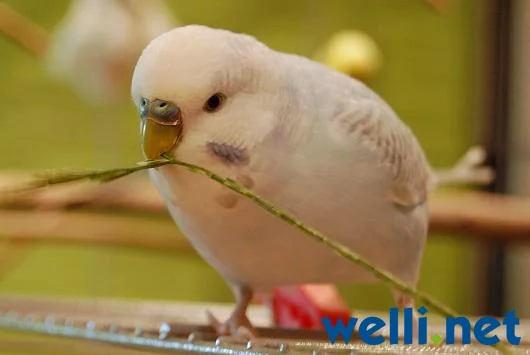 Wellensittich mit Gras im Schnabel - von Bealu