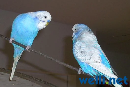 Zwei Wellensittiche im himmelblauen Gewand - von Wonni
