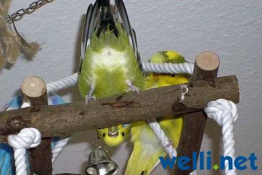 Wellensittich zeigt sein Hinterteil - von Wonni