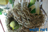 Wellensittich schaukelt im Nest - von Wonni