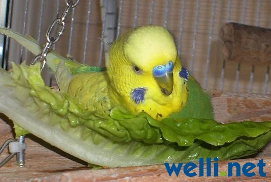 Wellensittich badet im Salat - von Wonni