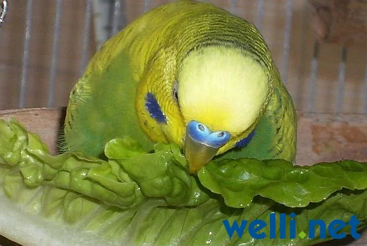 Wellensittich knabber am Salat - von Wonni