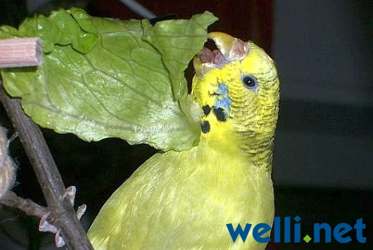 Wellensittich lutscht am Salat - von Wonni