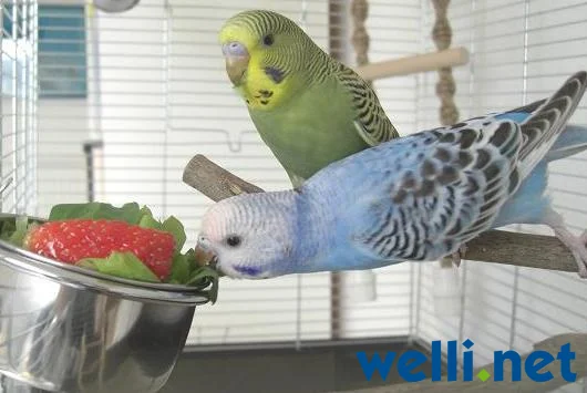 Wellensittich streckt sich - von Blueberry