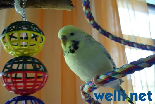 Wellensittich sitze auf dem Seil - von Lady Fee