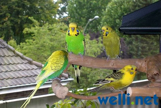 Vier Wellensittiche - von Wonni