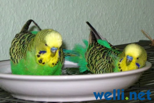 Zwei Wellensittiche beim Baden - von Cerise